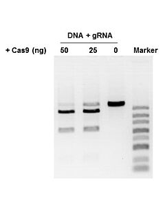 Genscript GenCrispr Cas9-N-NLS Nuclease