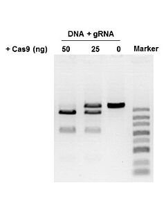Genscript GenCrispr NLS-Cas9-NLS Nuclease