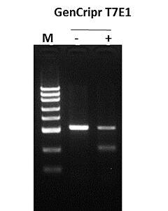 Genscript GenCrispr T7 Endonuclease I