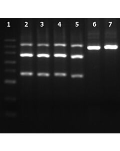 Genscript GenCrispr NLS-Cas9-EGFP Nuclease