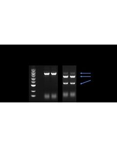 Genscript GenCrispr eSpCas9-N-NLS Nuclease
