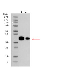 Genscript SARS-CoV-2 Spike protein (RBD, His & Avi tag)