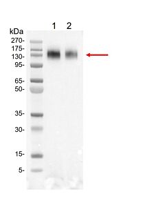 Genscript SARS-CoV-2 Spike protein (S1, His Tag)