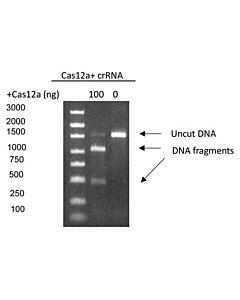 Genscript GenCRISPR™ Cas12a (Cpf1) Nuclease