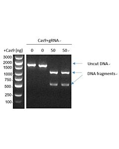 Genscript GenCRISPR™ Ultra NLS-Cas9-Research