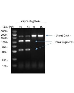 Genscript GenCRISPR™Ultra eSpCas9-2NLS-Research
