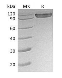 Genscript CD30, hFc, Human