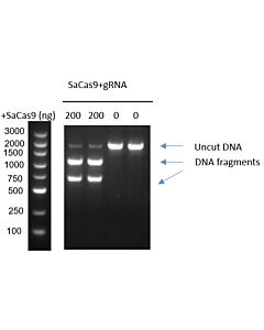 GenScript GenCRISPR™ SaCas9 2NLS Nuclease0.1mg