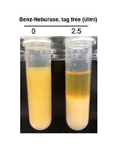 Genscript Benz-Neburase™ GMP, tag free