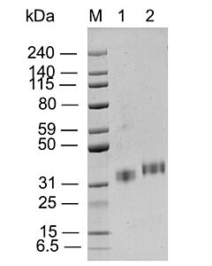 GenScript SARS-CoV-2 Spike protein RBD, Omicron Variant, His Tag100ug