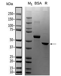 GenScript SARS-CoV-2 Nucleocapsid Protein (D63G, R203M, D377Y), His Tag1mg