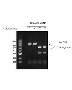 Genscript GenCRISPR LbCas12a Nuclease