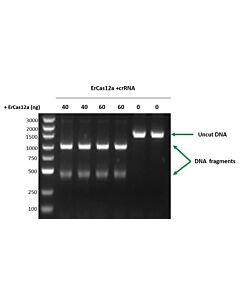 GenScript GenCRISPR ErCas12a Nuclease