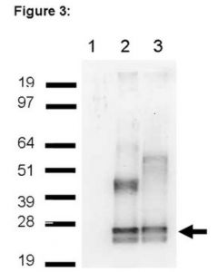 Millipore Ripab+ Lin28 - Rip Validated Antibody And Primer Set