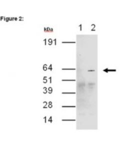 Millipore Ripab+ Cugbp2 - Rip Validated Antibody And Primer Set
