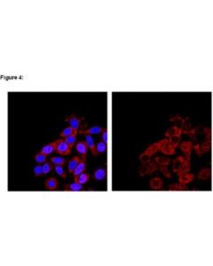 Millipore Ripab+ Smn - Rip Validated Antibody And Primer Set