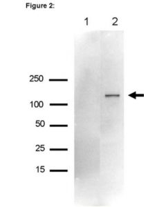 Millipore Ripab+ Upf1 - Rip Validated Antibody And Primer Set