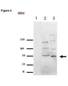 Millipore Ripab+ Eed - Rip Validated Antibody And Primer Set