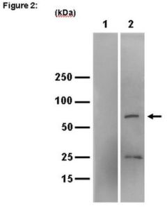 Millipore Ripab+ Igf2 Mrna-Binding Protein 3 - Rip Validated Antibody