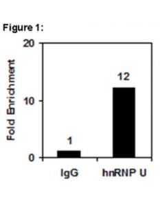 Millipore Ripab+ Hnrnp U - Rip Validated Antibody And Primer Set