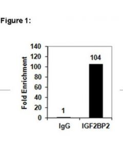 Millipore Ripab+ Igf2bp2 Antibody