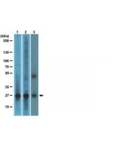Millipore Anti-Ralb Antibody, Clone 25