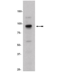 Millipore Anti-Suz12 Antibody, Clone 3c1.2