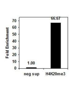Millipore Anti-Trimethyl-Histone H4 (Lys20) Antibody, Trial Size,