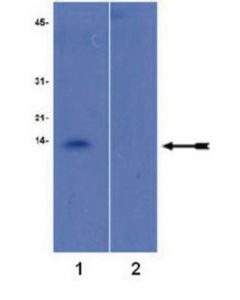 Millipore Anti-Trimethyl-Histone H4 (Lys20), Antibody, Rabbit Monoclonal