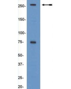 Millipore Anti-Baf250a/Arid1a Antibody, Clone Psg3