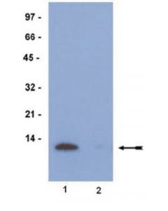 Millipore Anti-Acetyl-Histone H4 (Lys5) Antibody, Rabbit Monoclonal