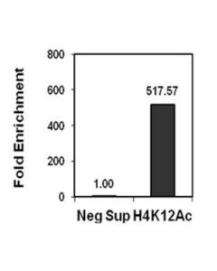 Millipore Anti-Acetyl-Histone H4 (Lys12) Antibody, Trial Size, Rabbit