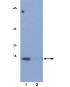 Millipore Anti-Acetyl-Histone H4 (Lys12) Antibody, Rabbit Monoclonal