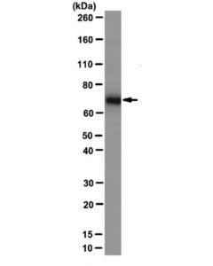 Millipore Anti-Pabp 1 Antibody, Clone 10e10