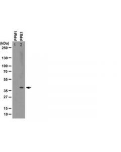 Millipore Anti-Methyl-Pp2a Antibody, C Subunit, Clone 2a10