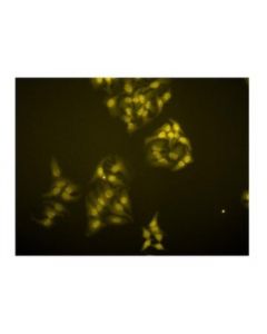 Millipore Anti-Trf1 Antibody, Clone Bed5 57-6