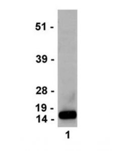 Millipore Anti-Trimethyl-Histone H3 (Lys4) Antibody, Clone Mc315,