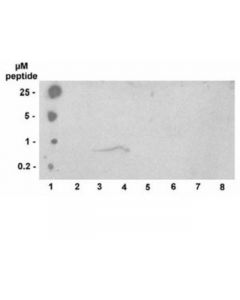 Millipore Anti-Phospho-Histone H3 (Thr3) Antibody, Clone Jy325, Rabbit