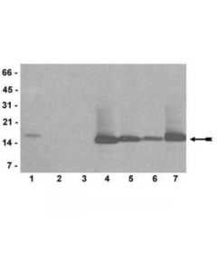 Millipore Anti-Mono/Di/Trimethyl-Histone H3 (Lys4) Antibody, Clone