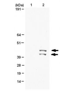 Millipore Anti-Phospho-Map Kinase 1/2 (Erk1/2)(Thr185/Tyr187) Antibody,