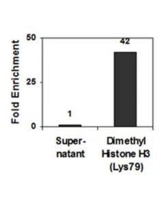 Millipore Anti-Dimethyl-Histone H3 (Lys79) Antibody, Clone Nl59,