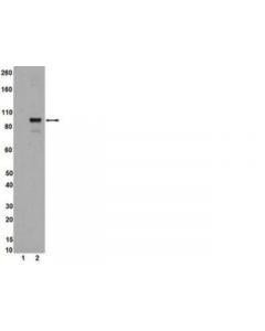 Millipore Anti-Phospho-Stat5a/B (Tyr694/699) Antibody, Clone A11w,
