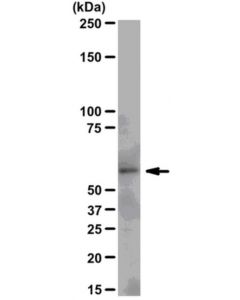 Millipore Anti-Src Antibody, Clone N6l, Rabbit Monoclonal