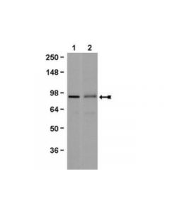 Millipore Anti-Beta Catenin Antibody, Clone 7f7.2