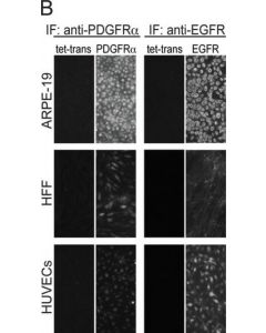 Millipore Anti-Egfr Antibody, Neutralizing, Clone La1