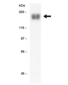Millipore Anti-Egfr Antibody, Clone La22