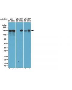 Millipore Anti-Irs1 Antibody, Clone 4.2.2