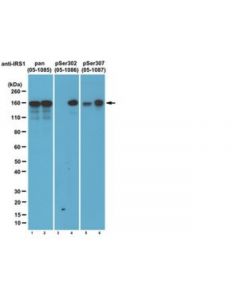 Millipore Anti-Phospho-Irs1 (Ser302 Mouse/ Ser307 Human) Antibody,