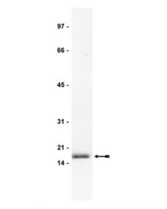 Millipore Anti-Fgf-2/Basic Fgf Antibody, Clone Bfm-2