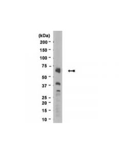 Millipore Anti-Progerin Antibody, Clone 13a4